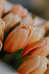Bouquet de Tulips (Peach)
