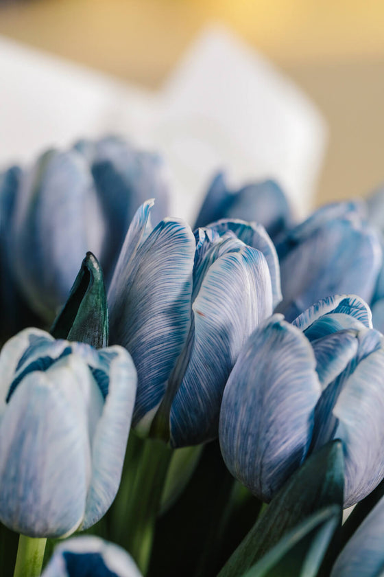 Bouquet de Tulips (Blue)
