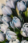 Bouquet de Tulips (Blue)