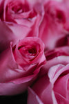 La Vie en Rose (Pink)