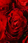 La Vie en Rose (Red)
