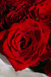 La Vie en Rose (Red)