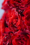 La Vie en Rose (Red)