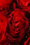 La Vie en Rose (Red)