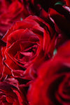 La Vie en Rose (Red)